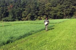 Former 主要研究 postdoctorate researcher Buck Castillo walks alongside a treatment plot located at the 主要研究 Kingman Research Farm.